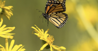 Monarch migration to peak in Oklahoma late-September, early-October