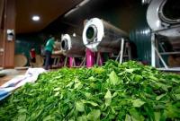 Uganda approves $9 million tax waiver to assist struggling tea industry
