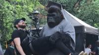 Superman spin-off show The People v Gorilla Grodd reveals absurd first look at the titular ape — and DC fans are calling on James Gunn to keep his 'George of the Jungle' form