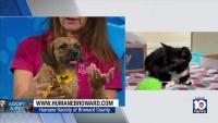 Humane Society of Broward seeks loving, permanent home for Coco, other furry friends