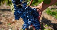 Israel finally has an official wine map. Why the West Bank's inclusion isn't necessarily bad