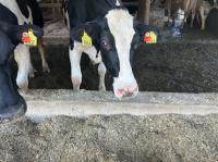 Wisconsin dairy farmers worried as Canada’s retaliatory tariffs begin