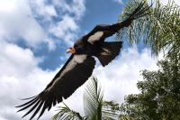 California Joins Lawsuit Challenging Trump Administration Rollback of Endangered Species Protections