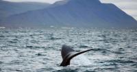Iceland to propose whaling ban, leaving Norway and Japan isolated