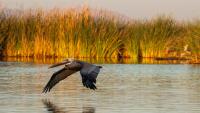 Mexico to share Colorado River cuts