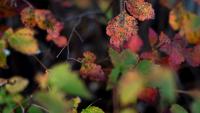 How travelers are chasing fall foliage this year