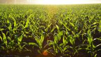 Guyana steps up production in CARICOM food security push