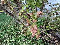 Minnesota Lilacs Are Turning Brown Again—Here’s Why