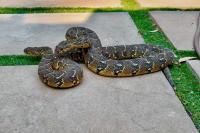 Warning of increased snake activity after Cape Town handler catches 7 puff adders