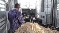 'Lawful and regulated': Irish calf exporters counter Dutch claims