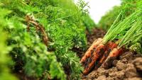 EU single market key to food security amid climate challenges
