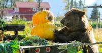 The Anchorage Weekender: A fungus fair, big bears vs. big veggies and 9 more local events