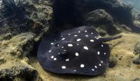 ‘Forgotten fauna’: Little known river sharks and rays face increased extinction risk