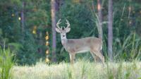 Updated CWD management zones released in Mississippi