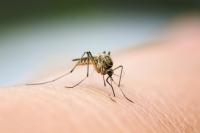 'Mosquitoes are still active': West Nile virus a risk into fall, health unit warns