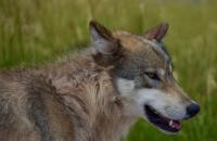 What The New Gray Wolf Delisting Push Means For Minnesota, Wisconsin