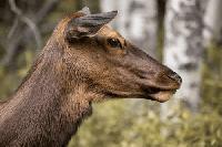 DNR reminds Wisconsin hunters to distinguish elk from deer