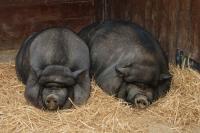 Gomel official had to address the problem of Vietnamese pigs