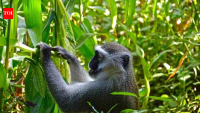 Monkeys kept destroying this Kenyan farmer’s maize; indigenous crops are now helping him farm without constant wildlife attacks