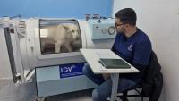 Veterinary hyperbaric chamber: an Argentine technology expands treatment options for dogs and cats