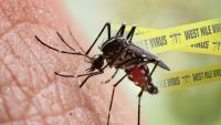 Health warning as first human death from brain-swelling mosquito virus this year hits US state & other cases emerge
