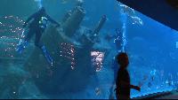 North Carolina Aquarium at Pine Knoll Shores celebrates 50 years