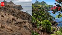 Goats, rabbits, and rats devastated this New Zealand island. Decades later, nature has returned with native forests and wildlife
