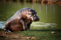 Colombian Judge Orders Control of Hippos that Threaten Schoolchildren