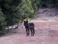CDFW Statement on Executive Order on Gray and Mexican Wolves