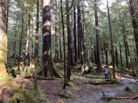 Federal government extends public comment period for proposed Roadless Rule rescission