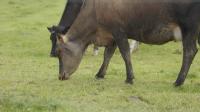 Australia's dairy industry is creating more value from less milk