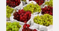 Brazilian grape exports rise 113% in August