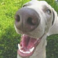 Owners should know issues affecting pets’ dental health