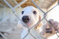 Dog walk a key fundraiser for shelter