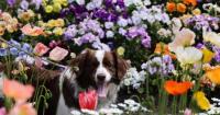 15 places to see spectacular spring blooms across Canberra and southern NSW