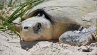 Texas Gill Net Survey Gets Sea Turtle Permit, Clearing Path to Restart After Two-Year Pause