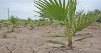 Crop of the Week: Ornamental palms