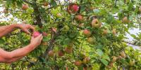 Can you pick fruit for free in France?