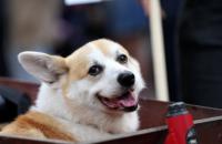 Three for the Weekend: Corgis, Food, Mental Health
