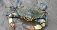 Report shows North Carolina’s coastal fisheries are facing a mixed future