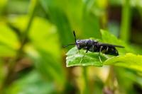 Small insect with big potential: UGA researchers put black soldier flies to work