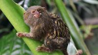 Indigenous knowledge x tech in the search for a tiny Amazon monkey