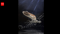 Meet Cliff Linster, the Wyoming fossil collector whose bizarre Jurassic “squid” sat for 30 years before being recognised as a new species to science