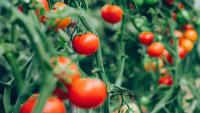 Gardeners can grow plump and juicy tomatoes by adding 1 key item to the soil