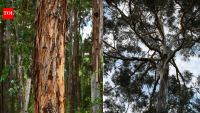 Ethiopia planted eucalyptus to fight deforestation; decades later scientists found the trees can threaten springs and water supplies