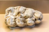 Scientists Stumble Upon ‘Massive, Fossilized’ Mastodon Molar
