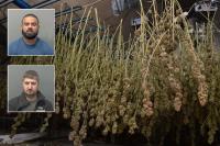 Estate agent director jailed after 19 cannabis factories found in Luton
