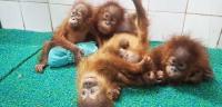 Five Baby Orangutans Rescued In Balasore Healthy But Two Anaemic: Mysuru Zoo Expert