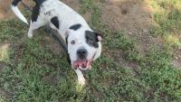 Splash-loving bulldog mix: Meet Luna, the Nebraska Humane Society's pet of the week