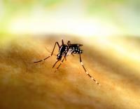 Strong El Niño could push up dengue cases in Brazil